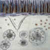 Achnabreck III felt, detail