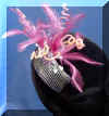 Fascinator