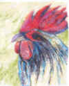 Rooster